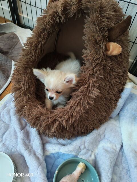 Chihuahuas  1500 82800 Bruniquel