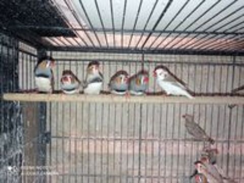   Mandarin 