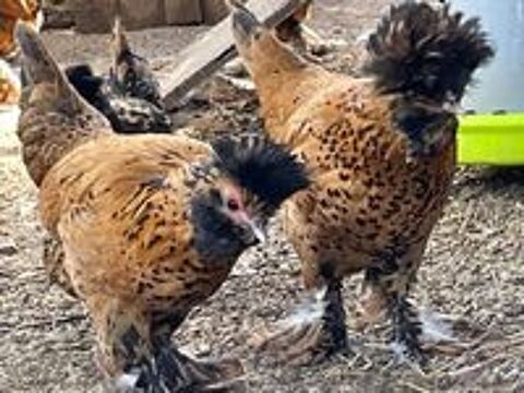   Pavlov : Poules ou Coqs 