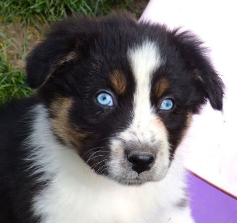 superbes  bergers australiens 500 81140 Castelnau-de-montmiral