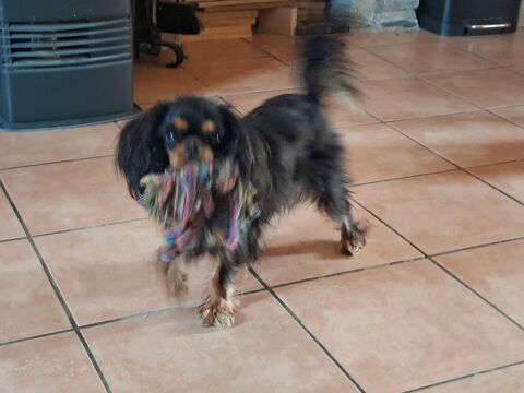 , cavalier king charles. 600 35550 Saint-just