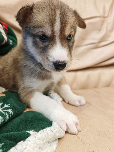 Chiot husky 0 60130 Saint-just-en-chauss�e
