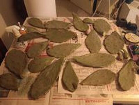   CACTUS FIGUIER DE BARBARIE ET RAQUETTES  