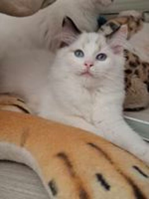   Chaton Ragdoll non loof  