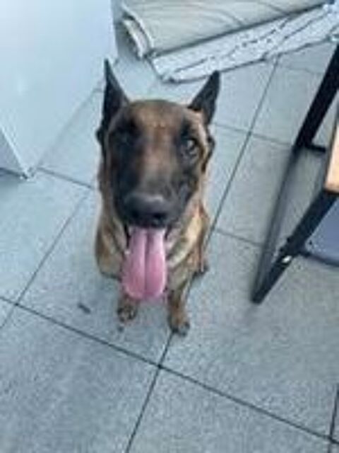   Chien SKY  l adoption 