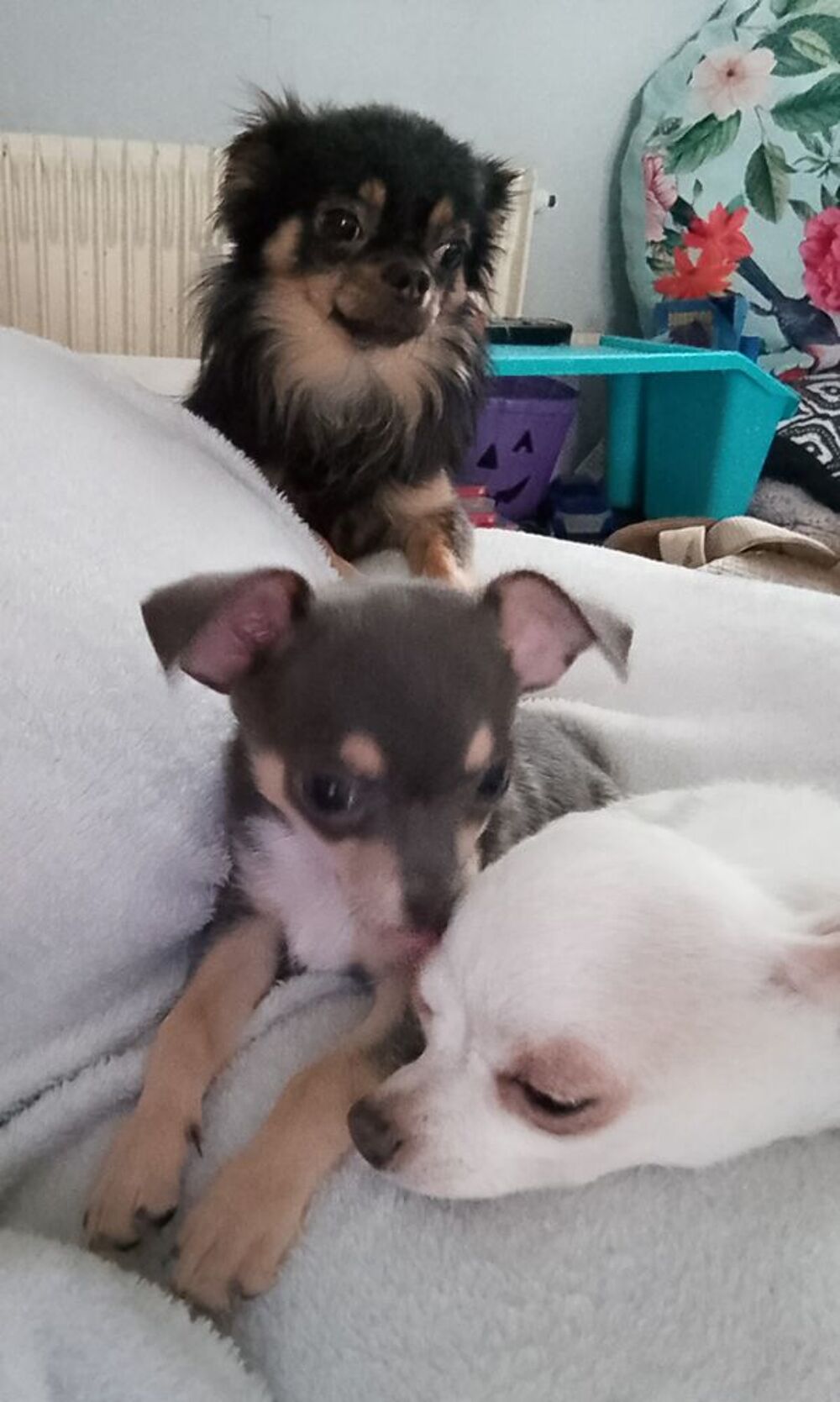   Chiot chihuahua  