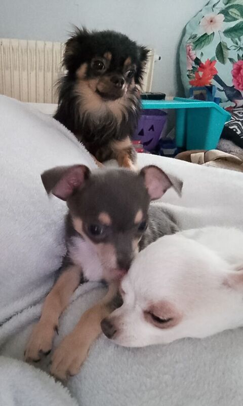 Chiot chihuahua  0 59138 Bachant