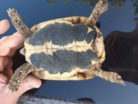   tortue de terres male et femelles 
