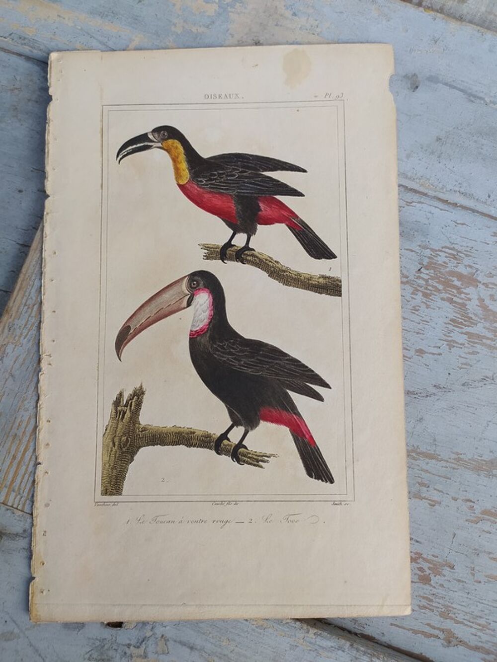 Gravure Oiseaux de Buffon Le Toucan &agrave; Ventre Rouge Le Toco 