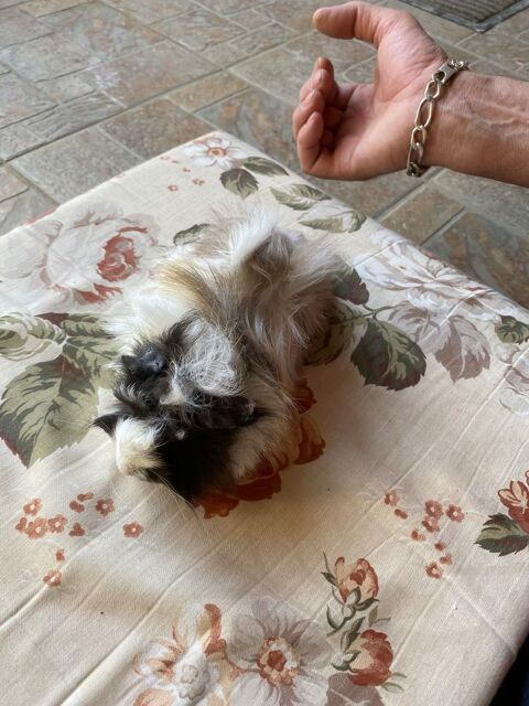 Cochon d'Inde femelle 15 31600 Muret