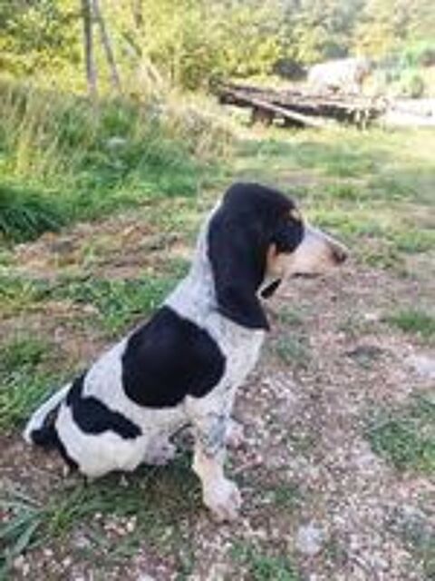   Chiot origine sanglier  