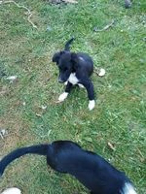   de chiots 