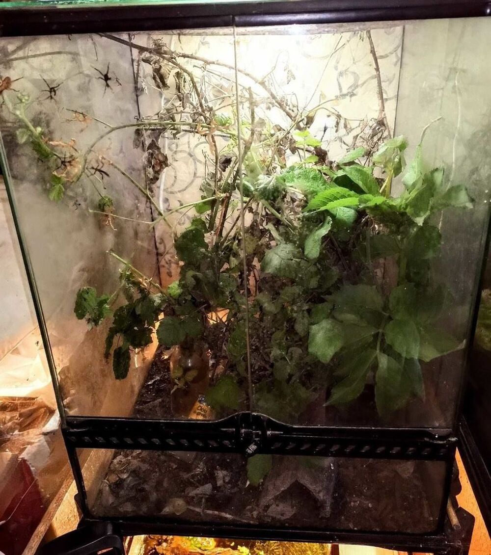 terrarium et phasmes Jardin