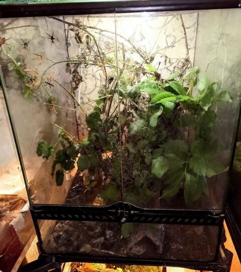 terrarium et phasmes 60 Maisoncelle-Tuilerie (60)