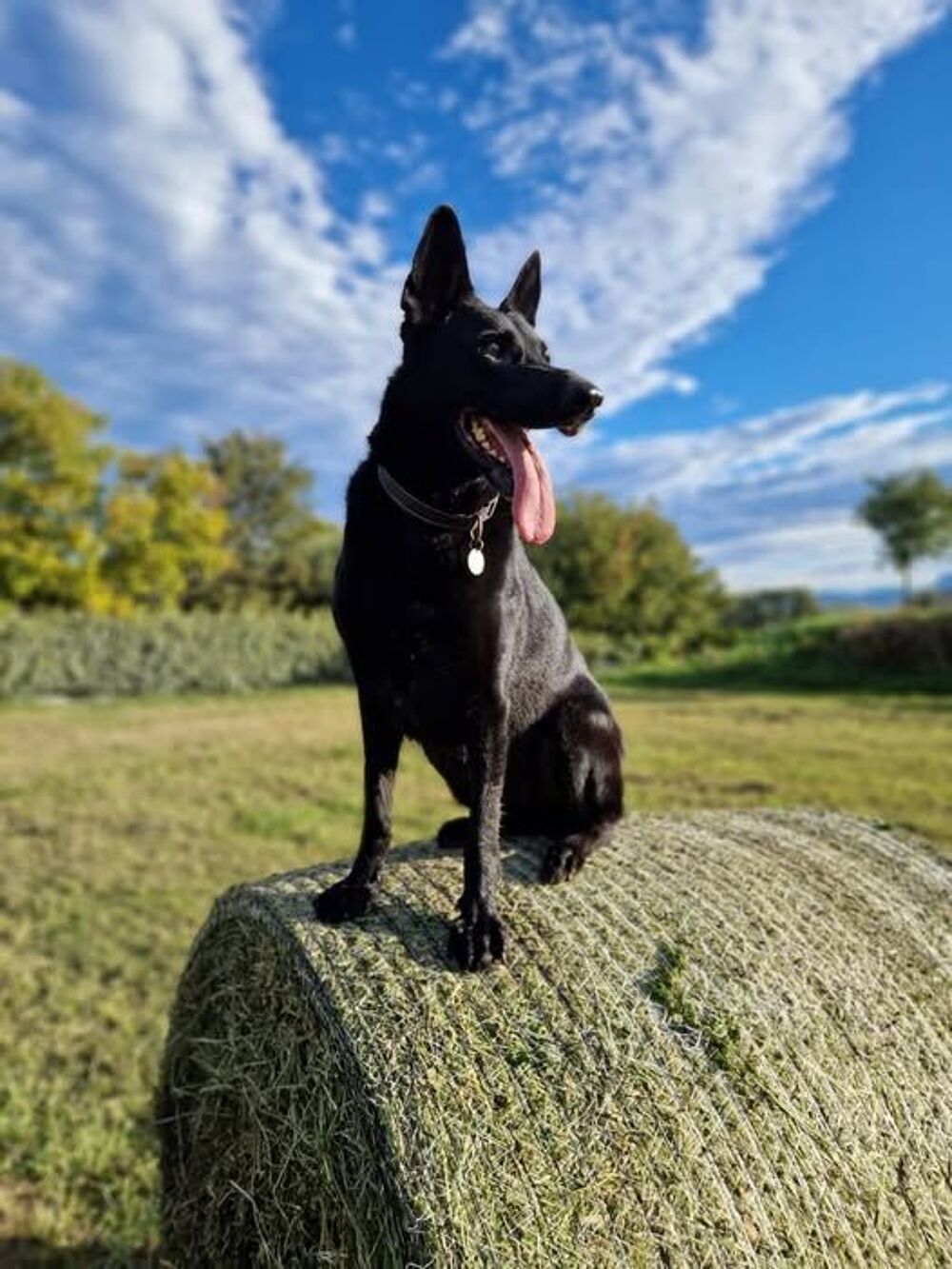   Chien SAYKA � l adoption 