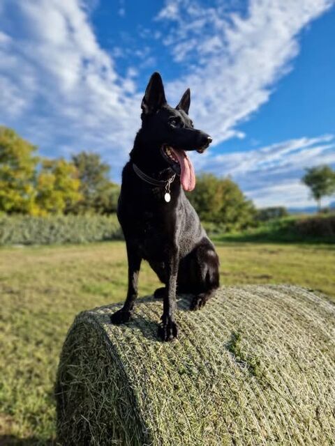 Chien SAYKA à l adoption 300 26160 Saint-gervais-sur-roubion