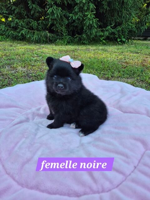 3 magnifiques spitz nain à réserver facilités de paiement 1300 45290 Ouzouer-des-champs