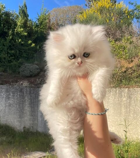 British longhair femelle 1100 38370 Saint-clair-du-rhône