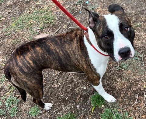 AVOINE, staff LOF 6 ans 200 34500 Bziers