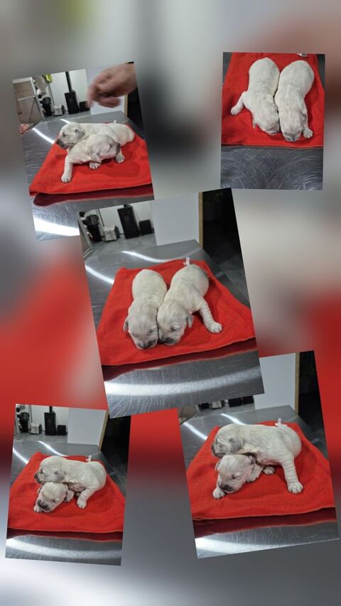 GOLDEN RETRIEVER LOF 1400 72250 Parign�-l'�v�que