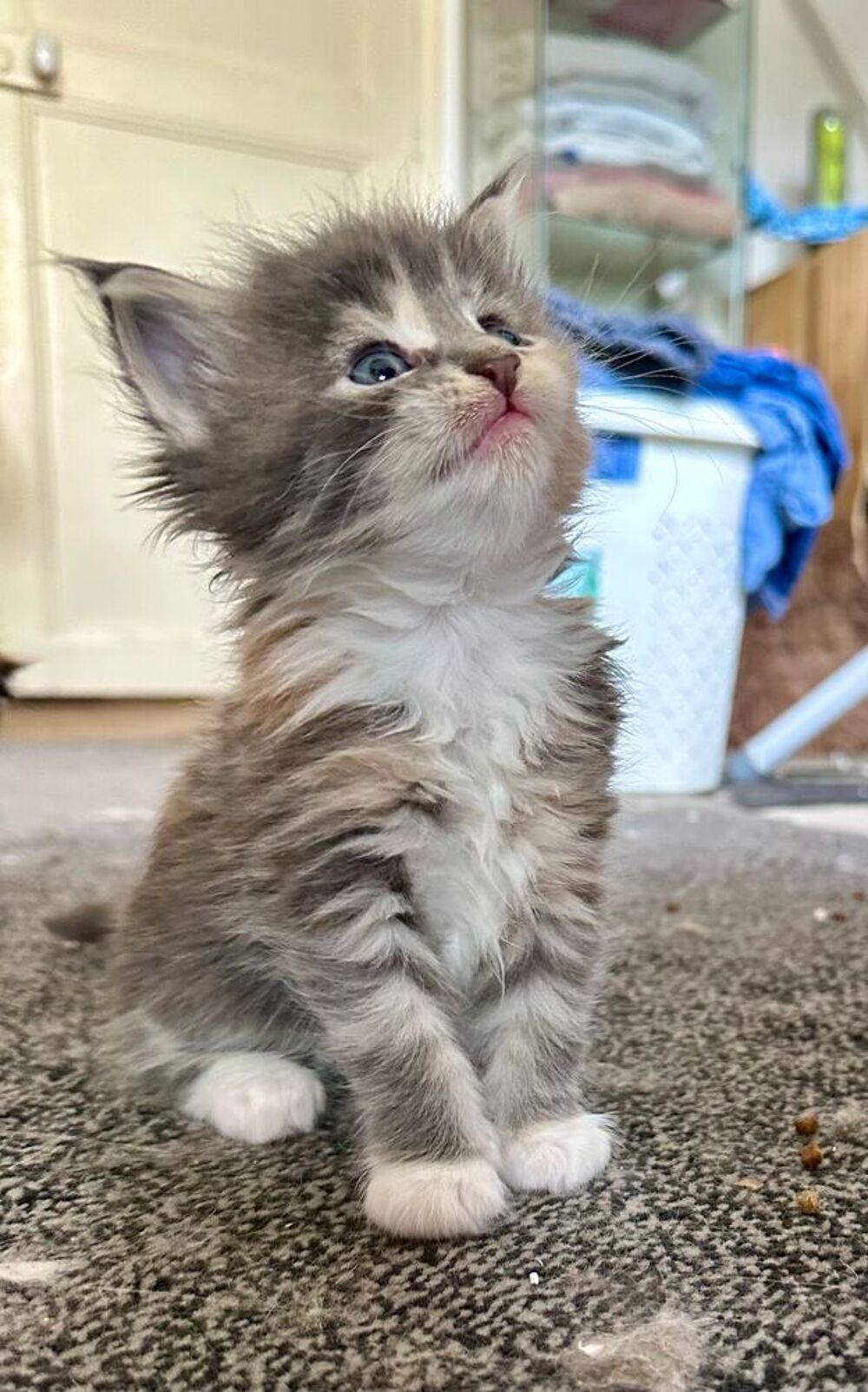   Bonjour et Bienvenue à la Chatterie des sources de la Bièvre 
