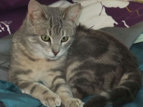 WINNY, VANILLE et UZZIE cherchent famille 0 58000 Nevers