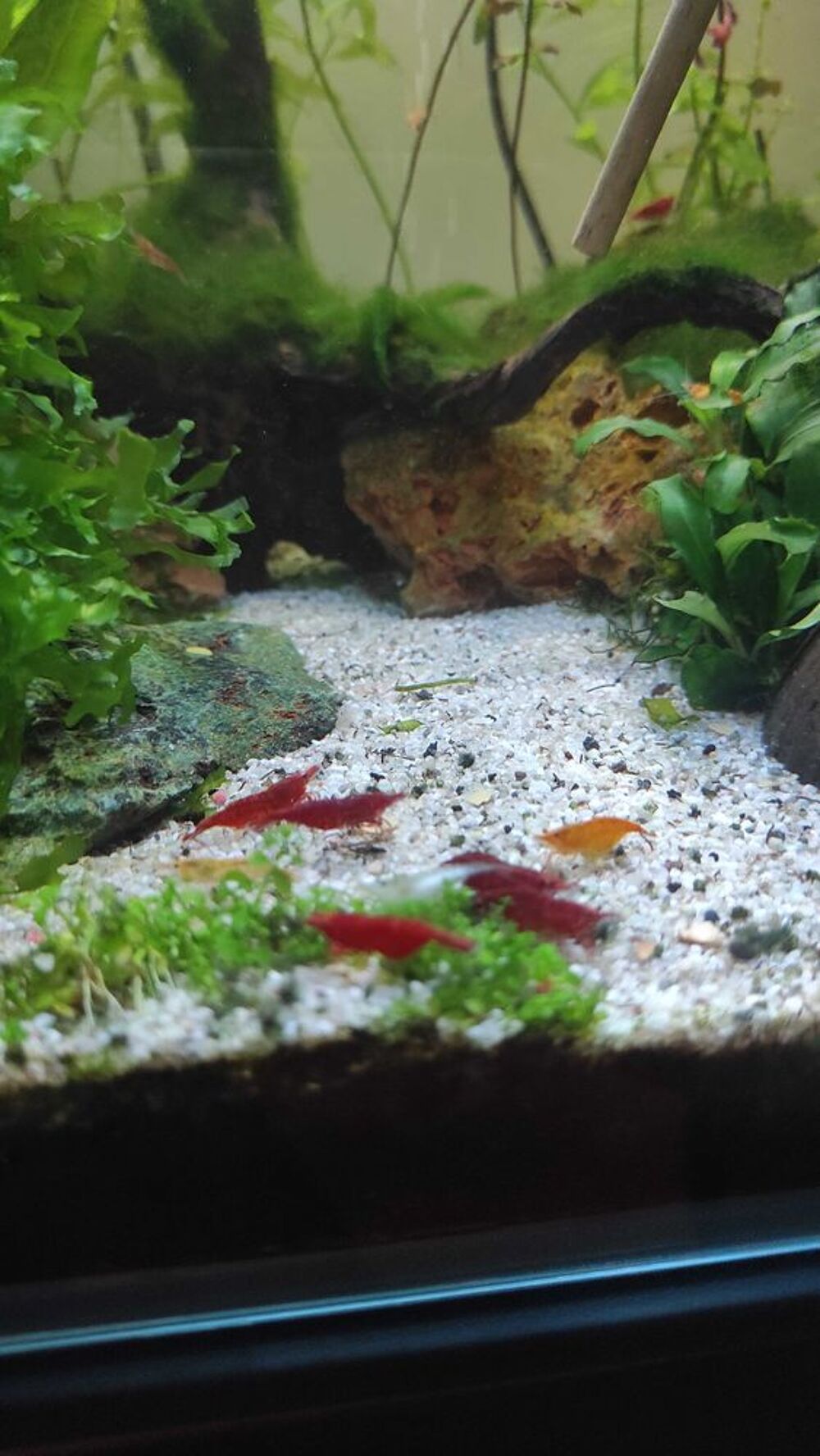 crevettes Jardin