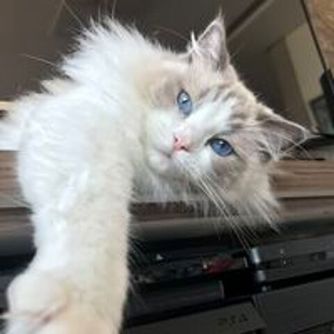   Couple de Ragdolls à replacer ensemble 