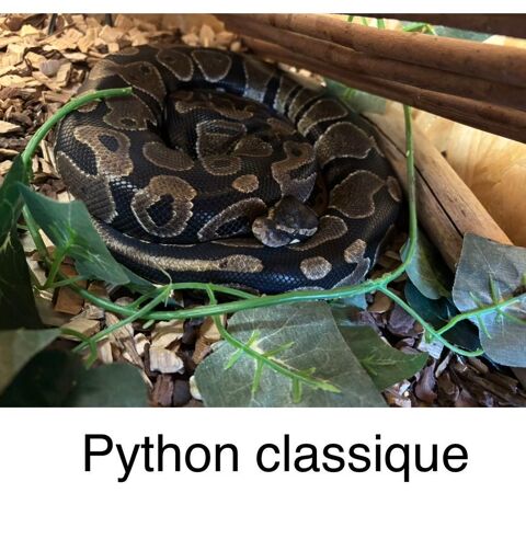 terrarium reptiles Rouvray-Saint-Florentin (28)