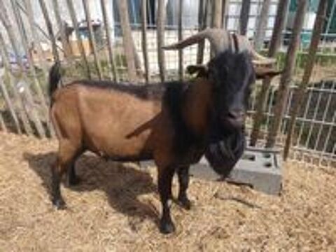   CHARDONX, adorable bouc nain  l'adoption 