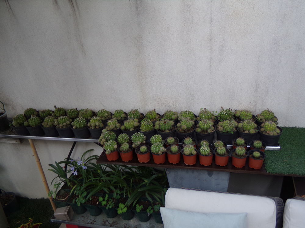 cactus boules de moise &eacute;chinopsis oxygona moyens et petits Jardin
