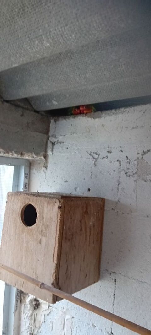 Inséparable Fischer  50 94450 Limeil-brvannes