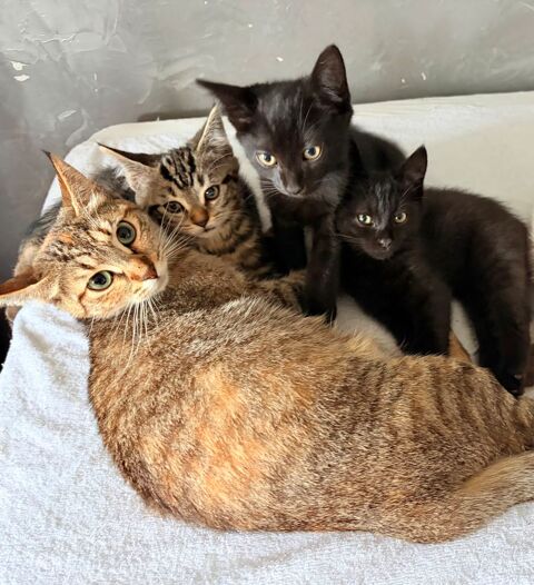 Tr&egrave;s Beaux Chatons Totalement Sevr&eacute;s En Parfait Sant&eacute; 290 94450 Limeil-brévannes