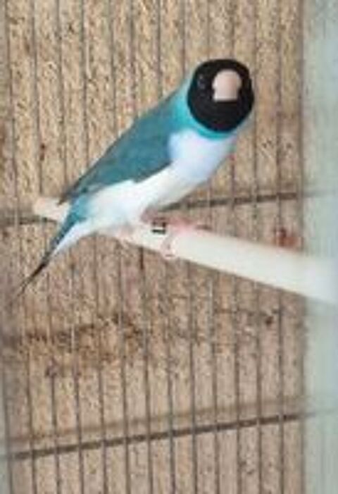   Diamant de gould 