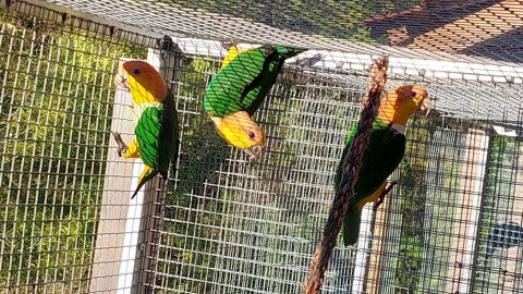 C&egrave;de ca&iuml;que &agrave;  ventre blanc 400 07530 Genestelle