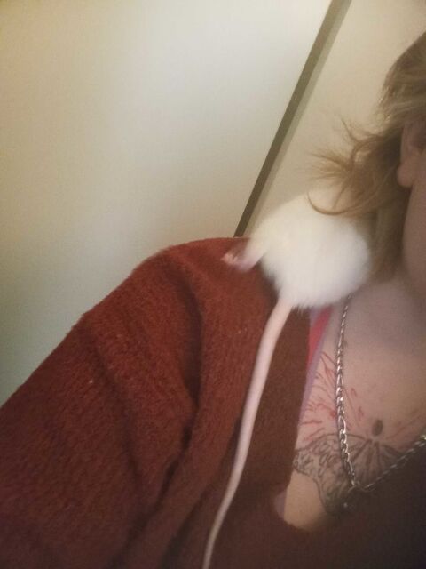 ratte 1 ans 0 76000 Rouen