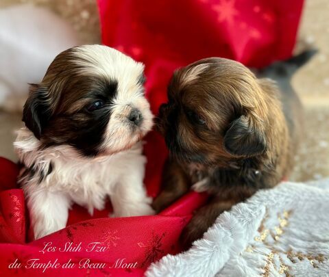 un super beau chiot Shih Tzu &agrave;  r&eacute;server 1400 31870 Beaumont-sur-l�ze