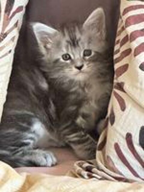   Magnifique baby's Maine Coon  