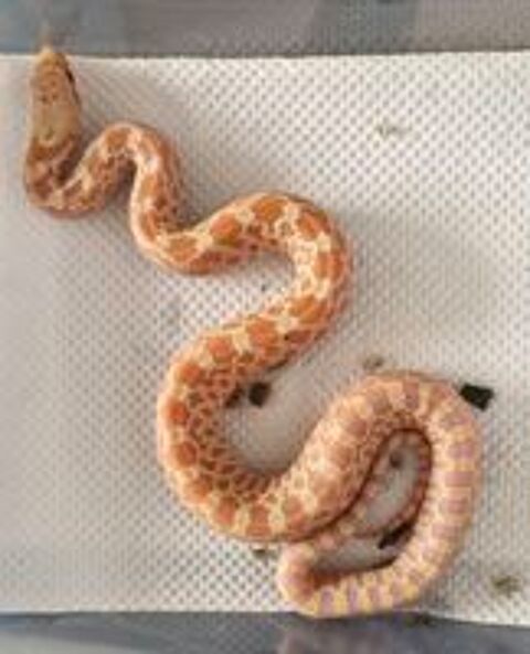   Pituophis catenifer  