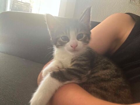 Tim un chaton c&acirc;lin et proche de vous 180 75016 Paris