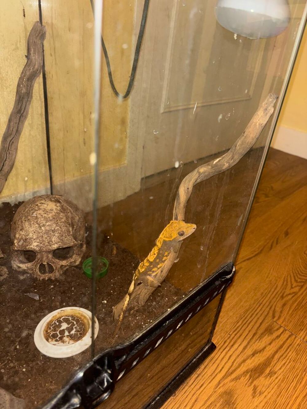   Gecko à crête femelle  