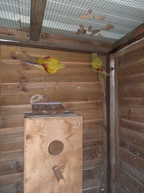 Perruches mélanures en mutation jaune pastel 480 24290 Saint-lon-sur-vzre