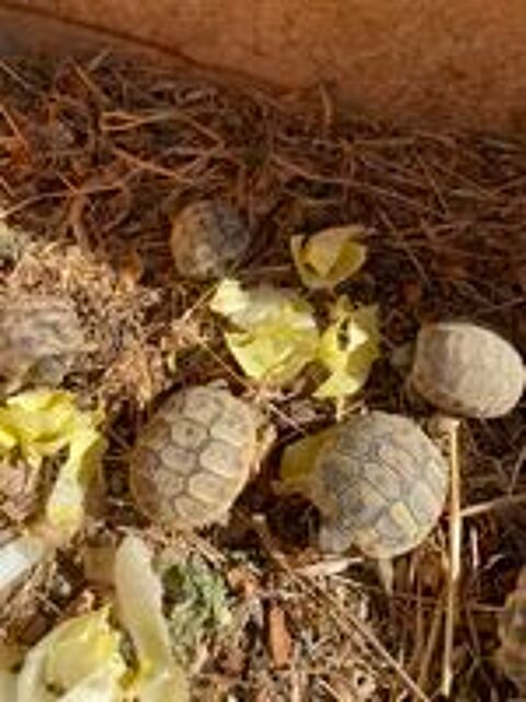   Tortue 