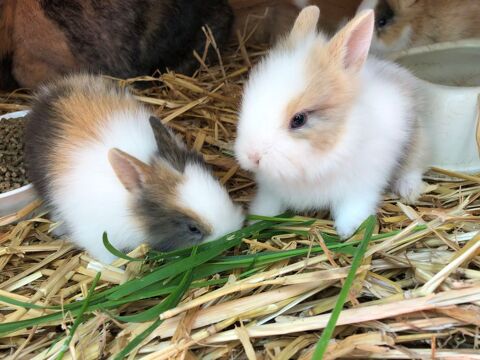 Lapin nain 0 95720 Villiers-le-sec