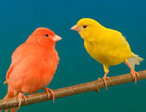   canaris 