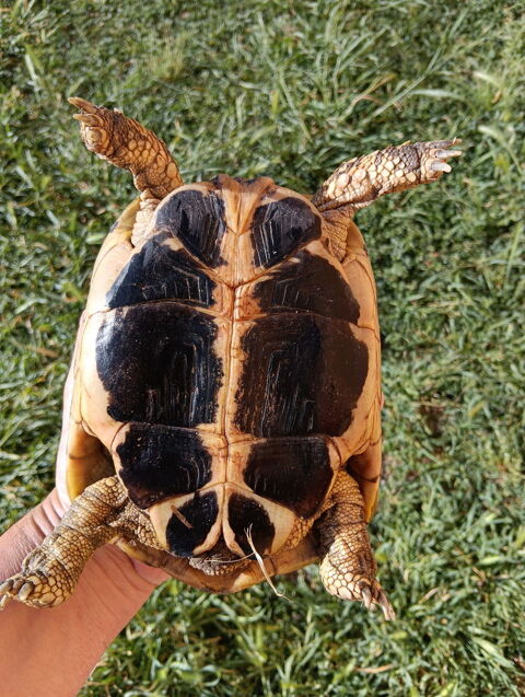 Tortue de terre femelle d'une dizaine d'ann&eacute;es 350 84000 Avignon