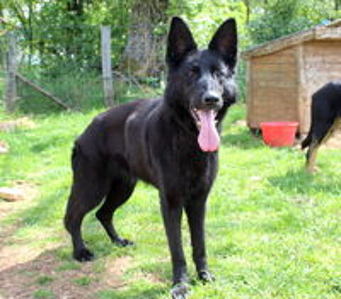   MARLENE, magnifique Berger Allemand noire  adopter via l'association UMA 