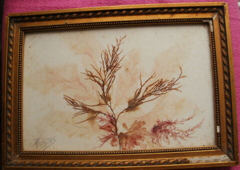 Ancien tableau de fleurs sches ou algues, sign BOISTEL 12 Montauban (82)