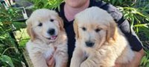   Jolis goldens retriever 