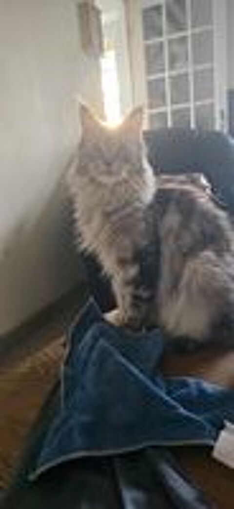   Femelle maine coon 